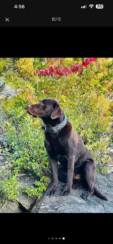 PUREBRED LABRADOR RETRIEVER PUPPIES !! - Photo 5