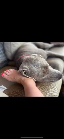 PUREBRED LABRADOR RETRIEVER PUPPIES !! - Photo 6