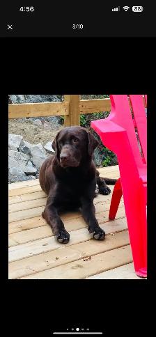 PUREBRED LABRADOR RETRIEVER PUPPIES !! - Photo 7