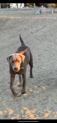 PUREBRED LABRADOR RETRIEVER PUPPIES !! - Photo 8