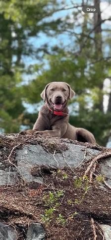 PUREBRED LABRADOR RETRIEVER PUPPIES !! - Photo 9