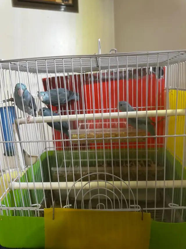 Adults Parrotlets for sale 120.