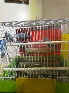 Adults Parrotlets for sale 120.