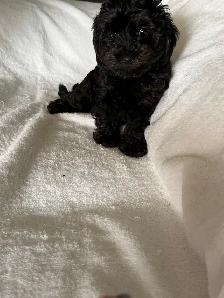 Two Yorkiepoos - Photo 2