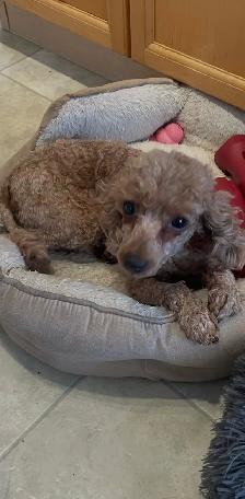 Two Yorkiepoos - Photo 3