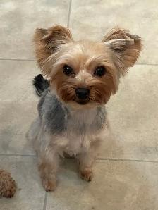 Two Yorkiepoos - Photo 4