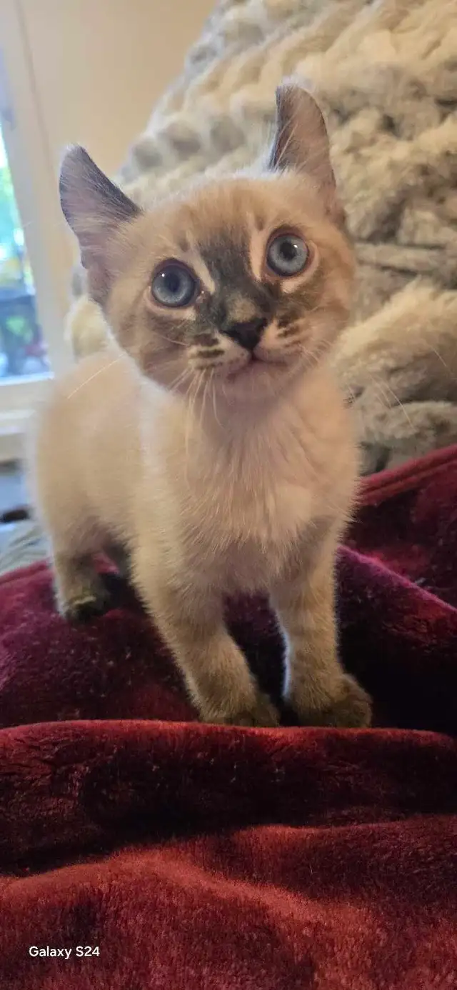 Bengal×Highland-lynx