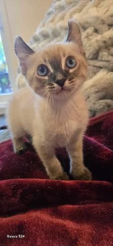 Bengal×Highland-lynx