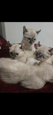 Bengal×Highland-lynx - Photo 2