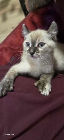 Bengal×Highland-lynx - Photo 3