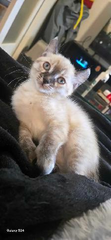 Bengal×Highland-lynx - Photo 4