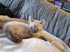 Bengal×Highland-lynx - Photo 5