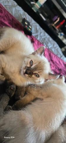 Bengal×Highland-lynx - Photo 6