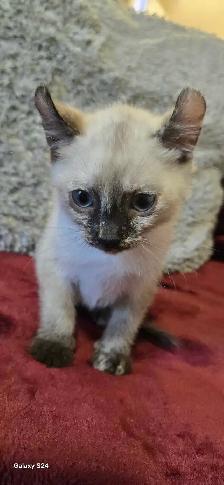 Bengal×Highland-lynx - Photo 7