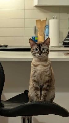 Bengal×Highland-lynx - Photo 8