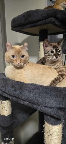 Bengal×Highland-lynx - Photo 10