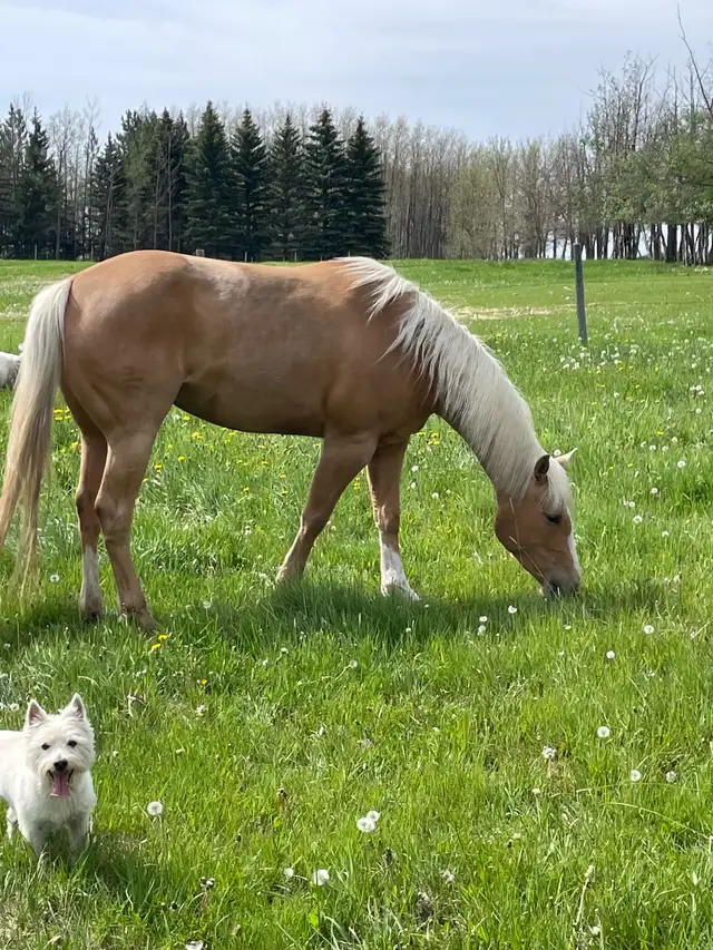 AQHA registered filly