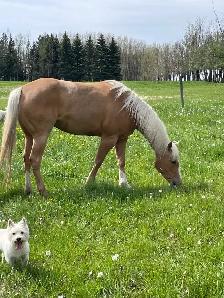 AQHA registered filly