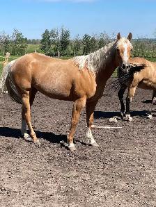 AQHA registered filly - Photo 2