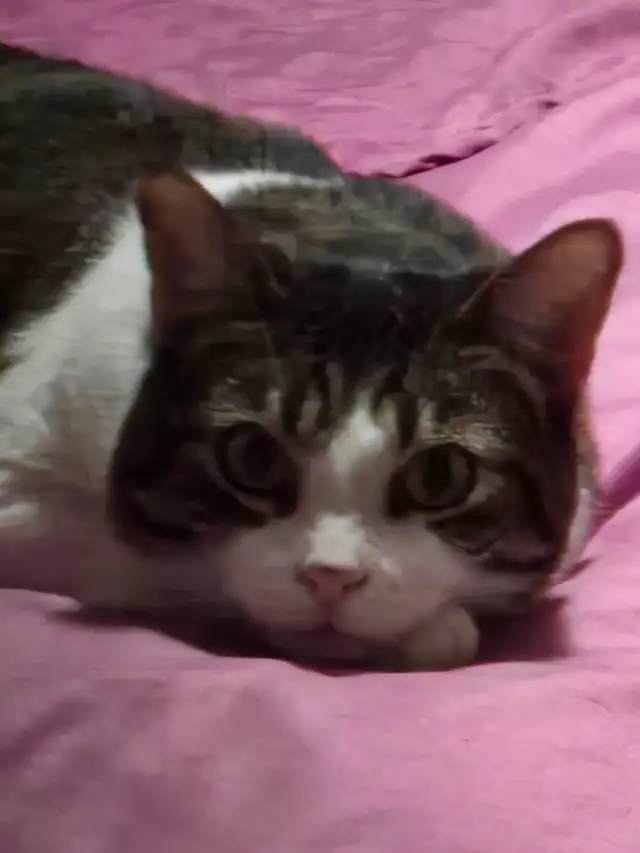 Adorable cat