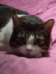 Adorable cat