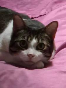 Adorable cat - Photo 2