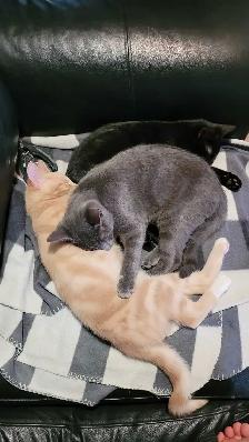SEEKING Pet Friendly Rental North Okanagan