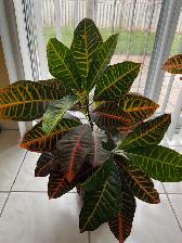 Indoor Plant - 30' Tall Croton - $20