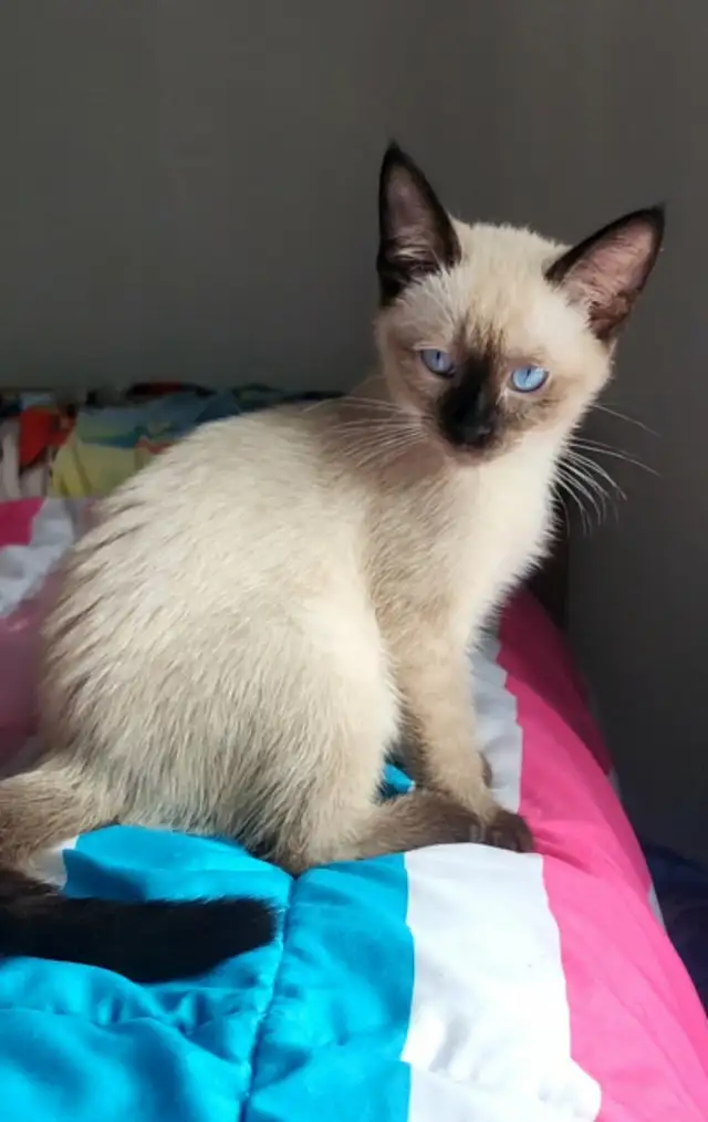 Siamois