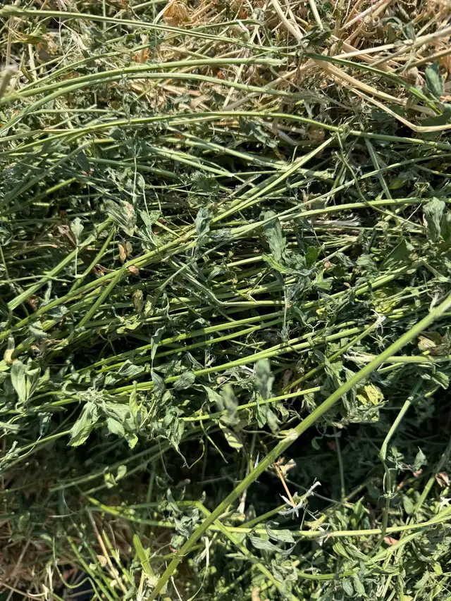 2026 2nd cut Alfalfa
