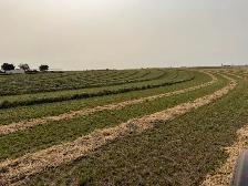 2026 2nd cut Alfalfa - Photo 2