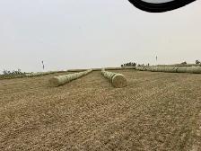 2026 2nd cut Alfalfa - Photo 4