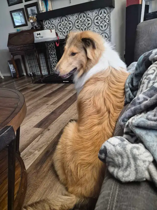 rough collie looking for a new home
