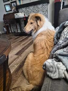 rough collie looking for a new home