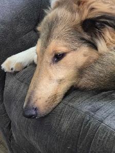 rough collie looking for a new home - Photo 2
