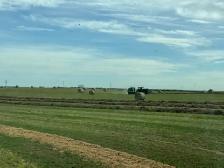 1st cut Alfalfa/grass bales