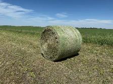 1st cut Alfalfa/grass bales - Photo 4