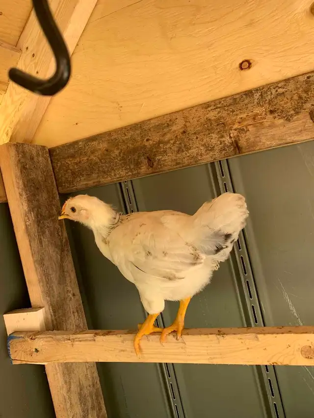 Barnyard Chicks