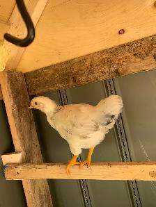 Barnyard Chicks