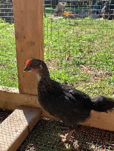 Barnyard Chicks - Photo 2