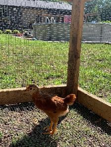 Barnyard Chicks - Photo 3
