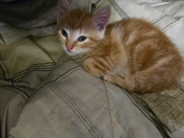 Cute kittens