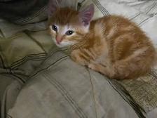 Cute kittens
