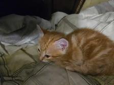 Cute kittens - Photo 2