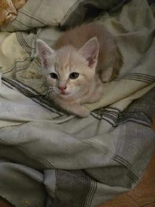 Cute kittens - Photo 3