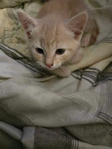 Cute kittens - Photo 4