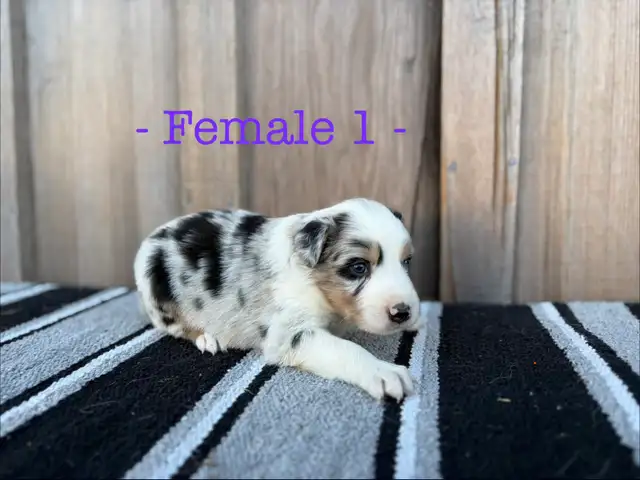 Black Pearl Australian Shepherd Pups