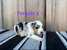 Black Pearl Australian Shepherd Pups