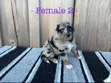 Black Pearl Australian Shepherd Pups - Photo 2