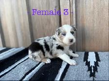 Black Pearl Australian Shepherd Pups - Photo 3